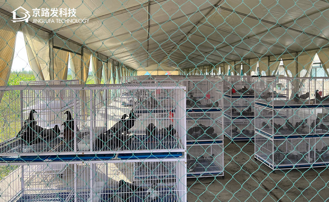 天津宁河赛鸽养殖基地
